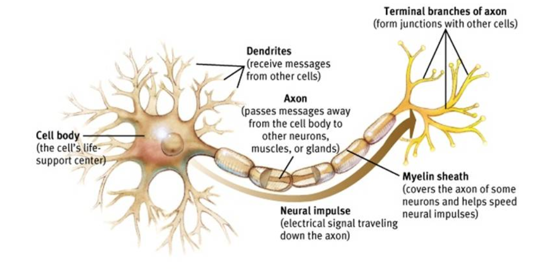 Figure 3. Illustration of a Neuron